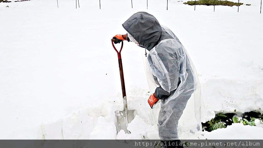 【福島縣】（冬限定）自己採收甜如水果的「雪下高麗菜」、Fruitland最香甜的「紅臉頰草莓」吃到飽、 絕品「豬苗代天上米」