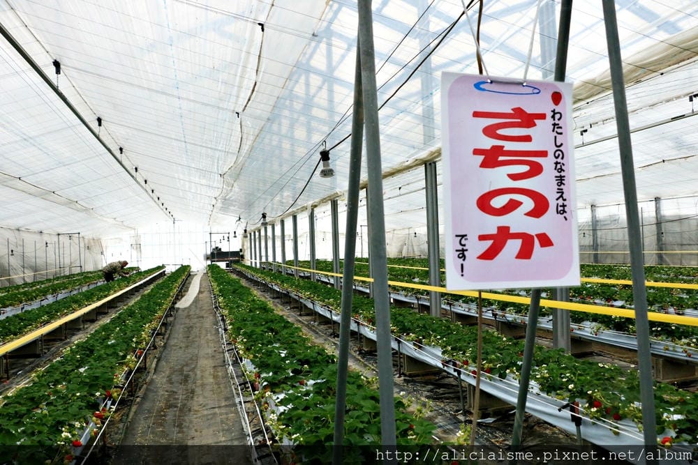 【福島縣】（冬限定）自己採收甜如水果的「雪下高麗菜」、Fruitland最香甜的「紅臉頰草莓」吃到飽、 絕品「豬苗代天上米」