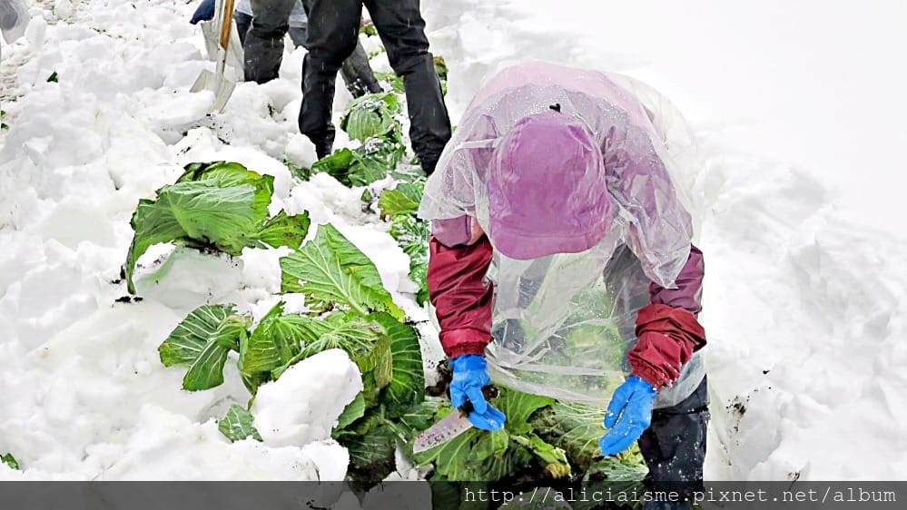 【福島縣】（冬限定）自己採收甜如水果的「雪下高麗菜」、Fruitland最香甜的「紅臉頰草莓」吃到飽、 絕品「豬苗代天上米」