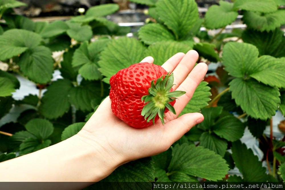 【福島縣】（冬限定）自己採收甜如水果的「雪下高麗菜」、Fruitland最香甜的「紅臉頰草莓」吃到飽、 絕品「豬苗代天上米」