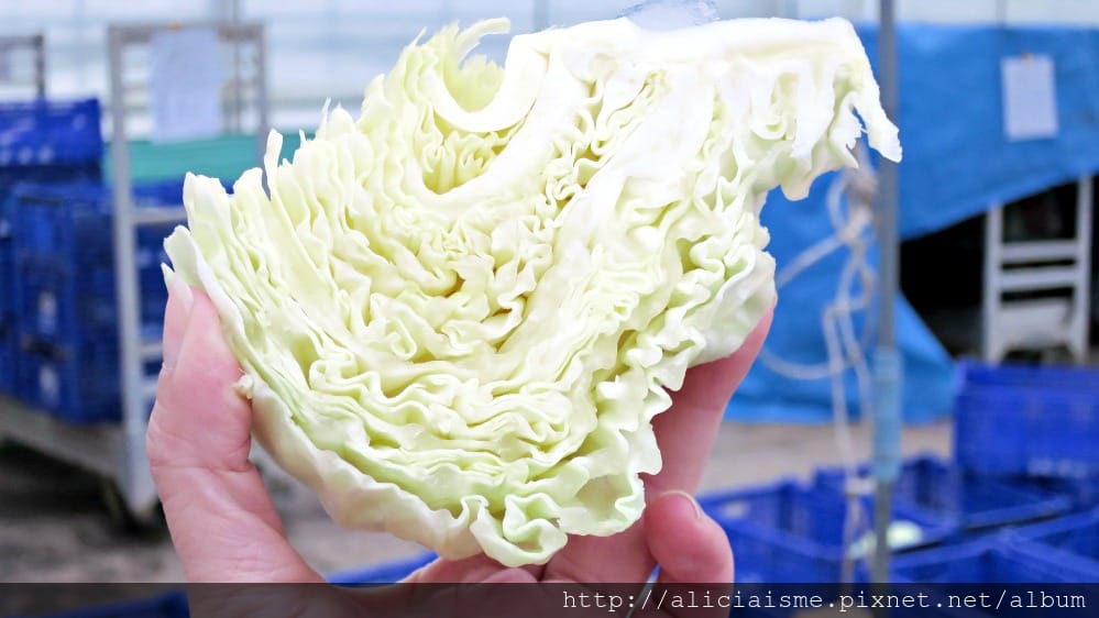 【福島縣】（冬限定）自己採收甜如水果的「雪下高麗菜」、Fruitland最香甜的「紅臉頰草莓」吃到飽、 絕品「豬苗代天上米」