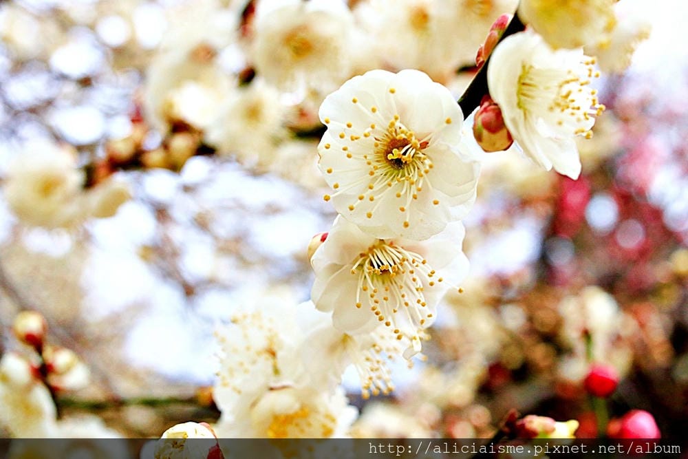 【旅行工具】「暢遊日本」APP：中文介面交通、優惠券、即時活動訊息、寄放行李、線上客服，全部免費搞定