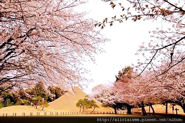 【福岡-北九州】櫻花名所景點推薦(三天兩夜春之旅)