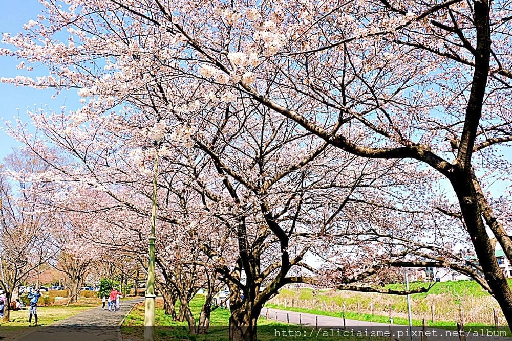 【埼玉市】大宮公園：東京近郊櫻花名所，集合3大公園完全不用人擠人的百年公園