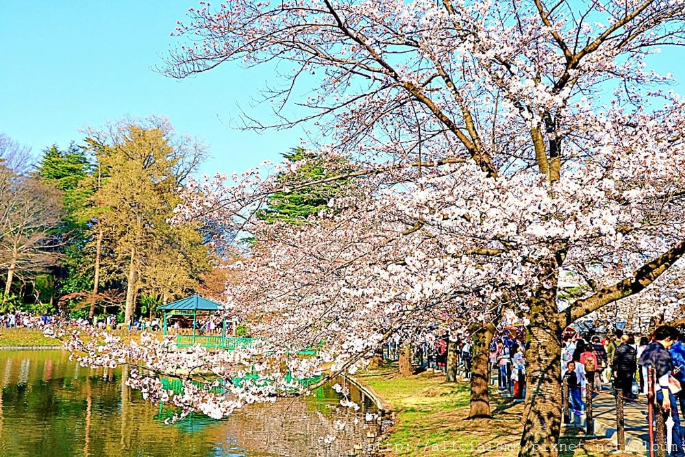 【埼玉市】大宮公園：東京近郊櫻花名所，集合3大公園完全不用人擠人的百年公園