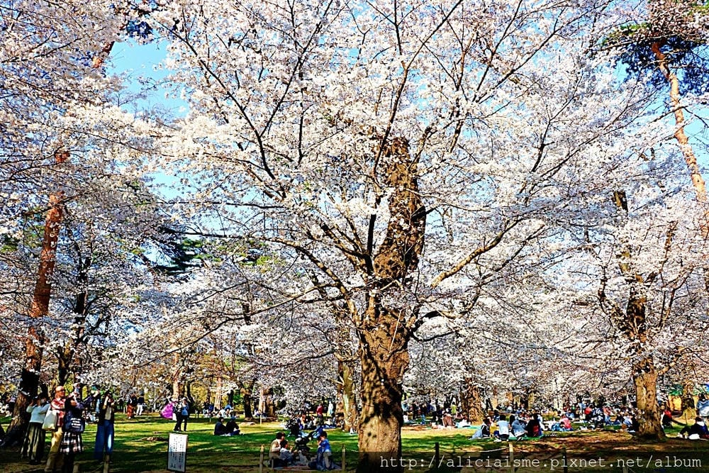 【埼玉市】大宮公園：東京近郊櫻花名所，集合3大公園完全不用人擠人的百年公園