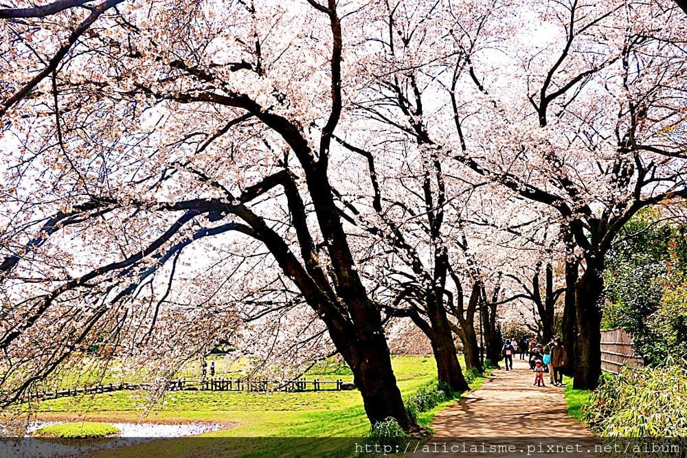 【埼玉市】大宮公園：東京近郊櫻花名所，集合3大公園完全不用人擠人的百年公園