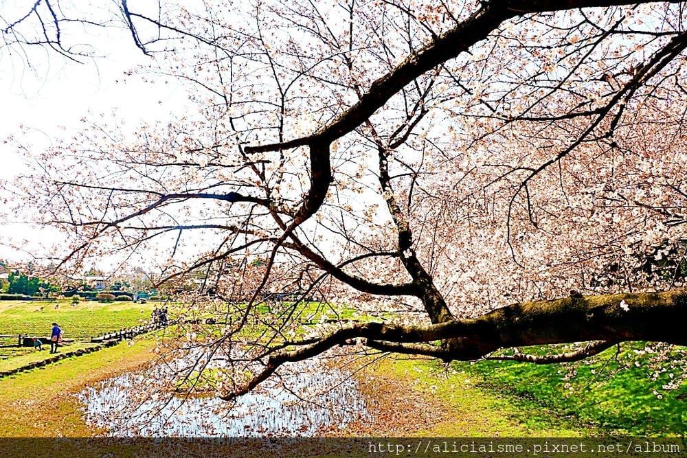 【埼玉市】大宮公園：東京近郊櫻花名所，集合3大公園完全不用人擠人的百年公園