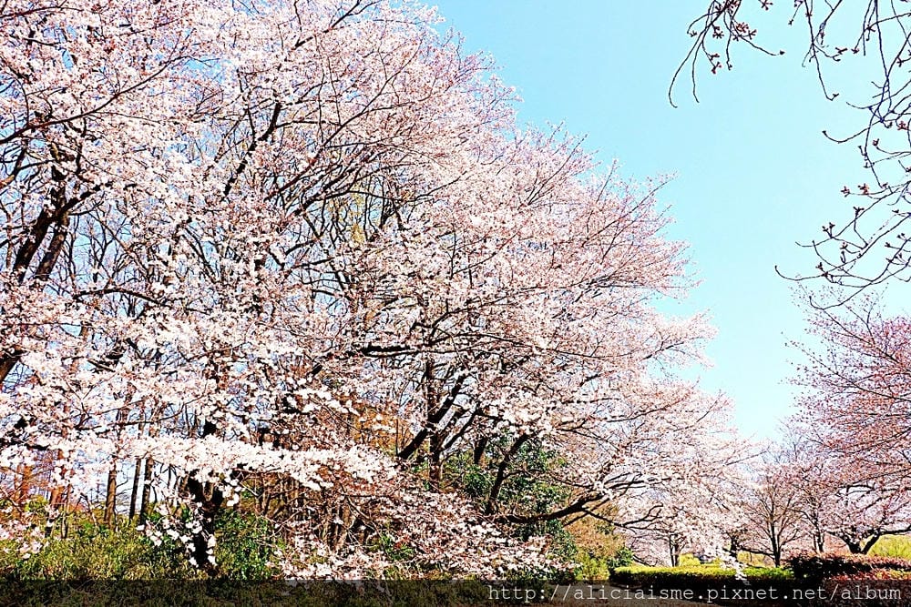 【埼玉市】大宮公園：東京近郊櫻花名所，集合3大公園完全不用人擠人的百年公園