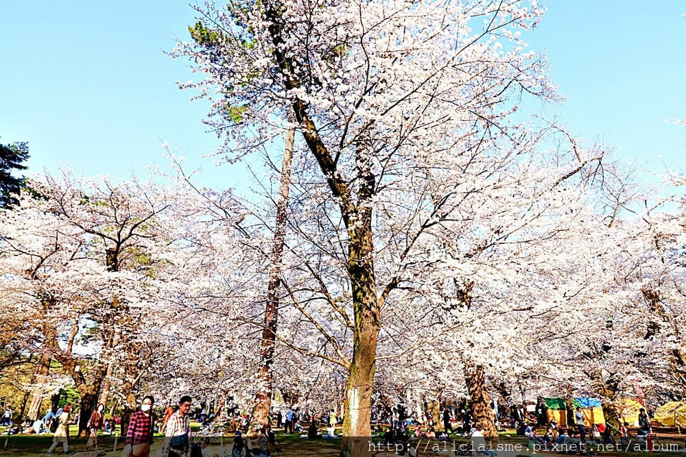 【埼玉市】大宮公園：東京近郊櫻花名所，集合3大公園完全不用人擠人的百年公園