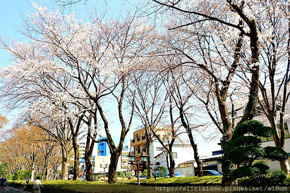 【埼玉市】武藏一宮冰川神社~冰川神社總社，擁有全日本最長參拜道