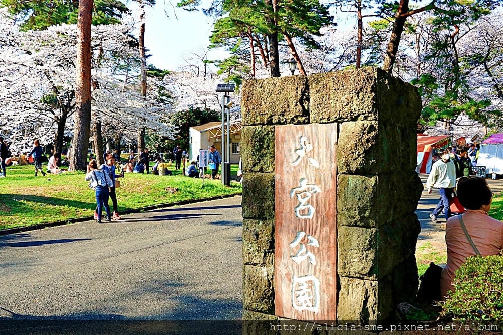 【埼玉市】大宮公園：東京近郊櫻花名所，集合3大公園完全不用人擠人的百年公園