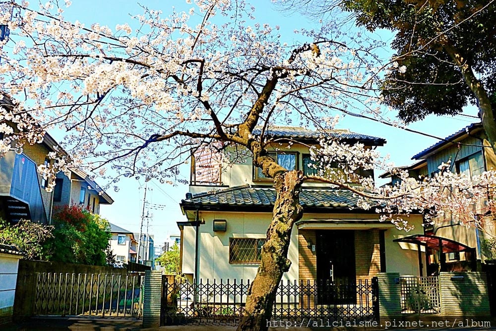 【埼玉市】武藏一宮冰川神社~冰川神社總社，擁有全日本最長參拜道