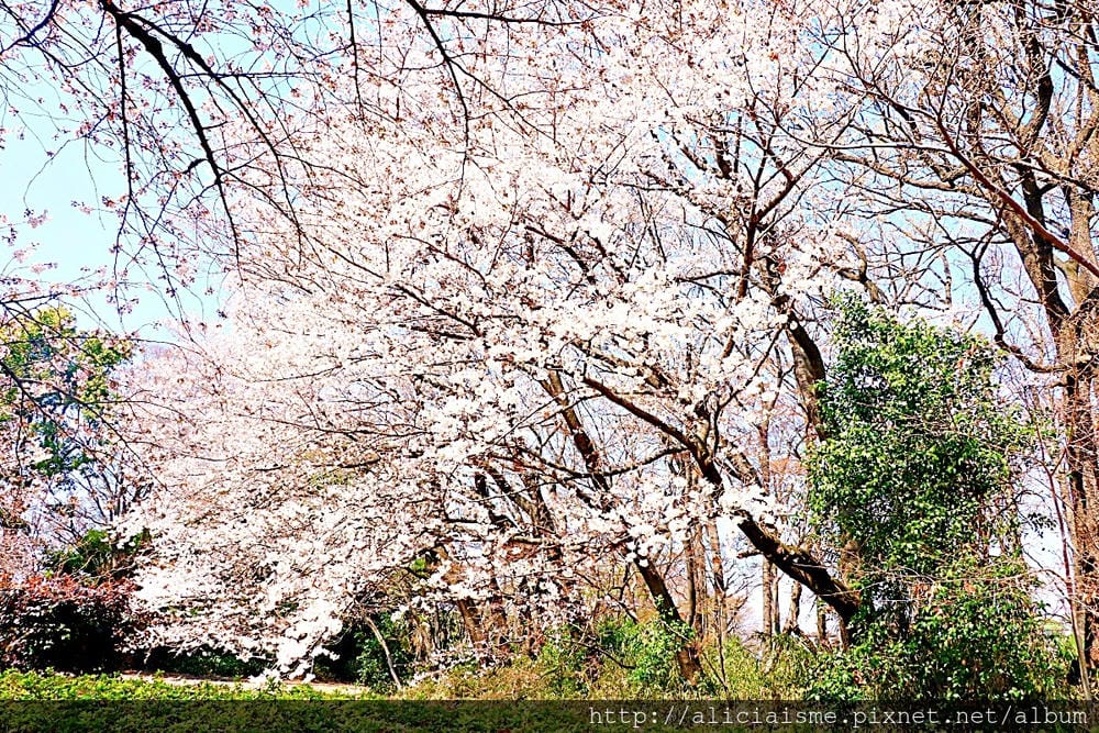 【埼玉市】大宮公園：東京近郊櫻花名所，集合3大公園完全不用人擠人的百年公園