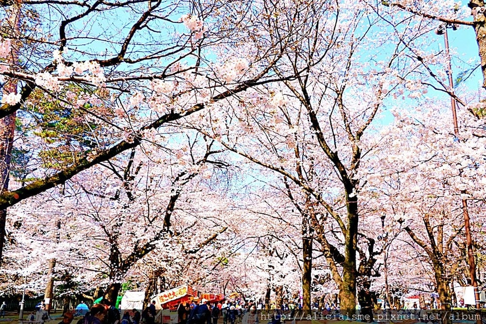 【埼玉市】大宮公園：東京近郊櫻花名所，集合3大公園完全不用人擠人的百年公園