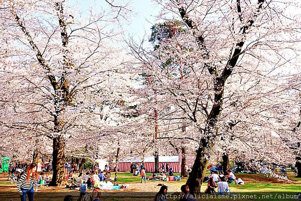 【埼玉市】大宮公園：東京近郊櫻花名所，集合3大公園完全不用人擠人的百年公園