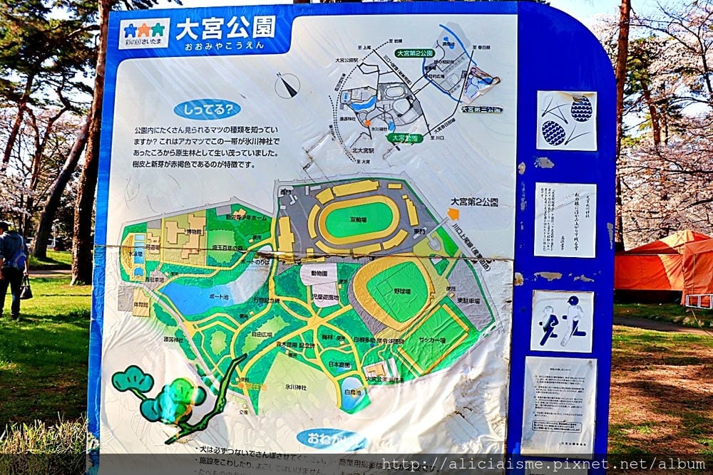 【埼玉市】大宮公園：東京近郊櫻花名所，集合3大公園完全不用人擠人的百年公園