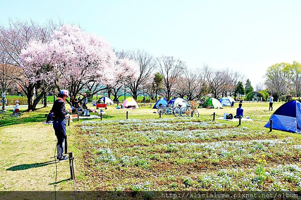 【埼玉市】大宮公園：東京近郊櫻花名所，集合3大公園完全不用人擠人的百年公園