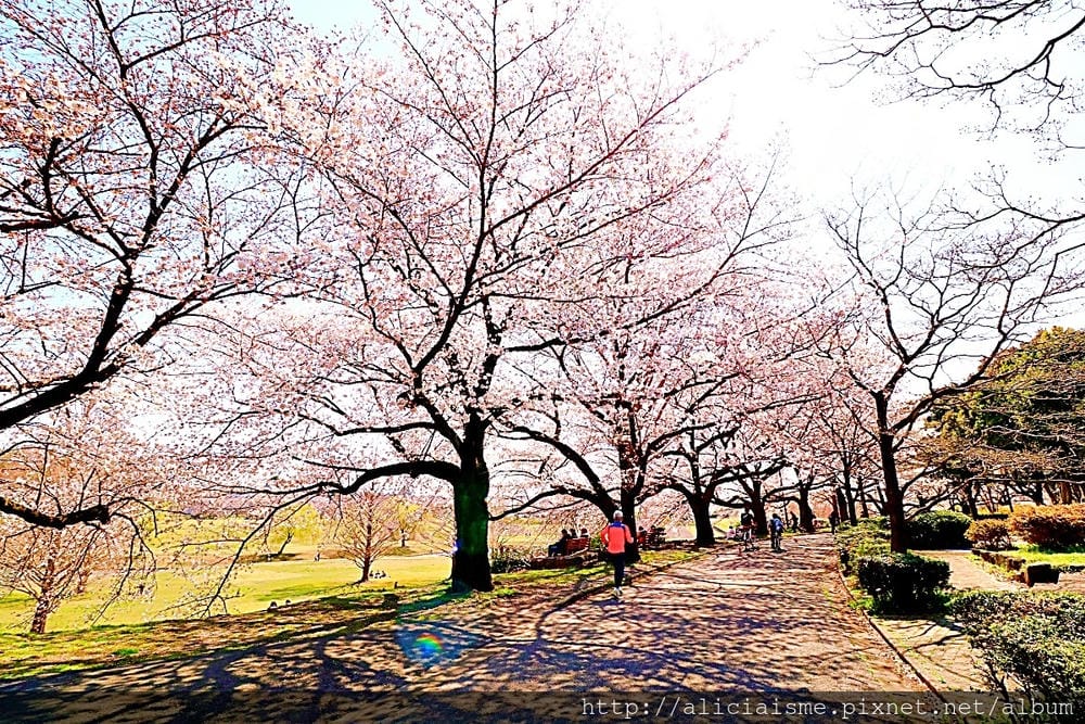 【埼玉市】大宮公園：東京近郊櫻花名所，集合3大公園完全不用人擠人的百年公園
