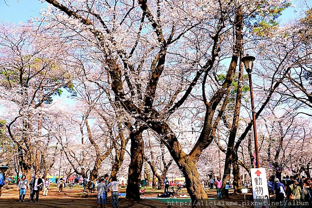 【埼玉市】大宮公園：東京近郊櫻花名所，集合3大公園完全不用人擠人的百年公園