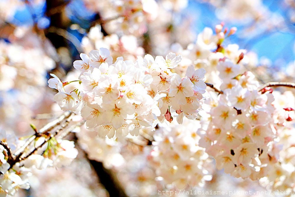 【埼玉市】大宮公園：東京近郊櫻花名所，集合3大公園完全不用人擠人的百年公園