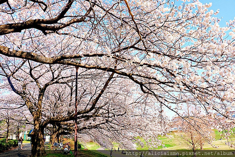 【埼玉市】大宮公園：東京近郊櫻花名所，集合3大公園完全不用人擠人的百年公園