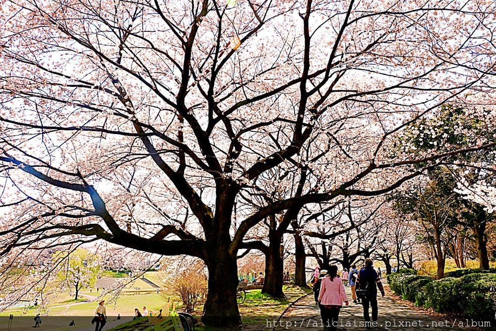 【埼玉市】大宮公園：東京近郊櫻花名所，集合3大公園完全不用人擠人的百年公園