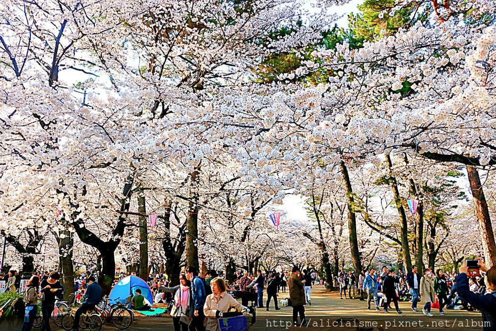 【埼玉市】大宮公園：東京近郊櫻花名所，集合3大公園完全不用人擠人的百年公園