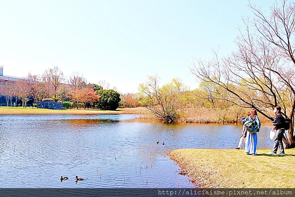 【埼玉市】大宮公園：東京近郊櫻花名所，集合3大公園完全不用人擠人的百年公園