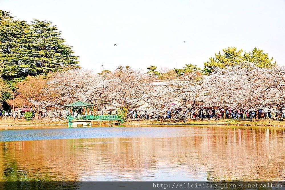 【埼玉市】大宮公園：東京近郊櫻花名所，集合3大公園完全不用人擠人的百年公園