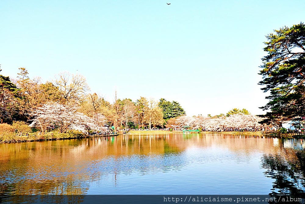 【埼玉市】大宮公園：東京近郊櫻花名所，集合3大公園完全不用人擠人的百年公園