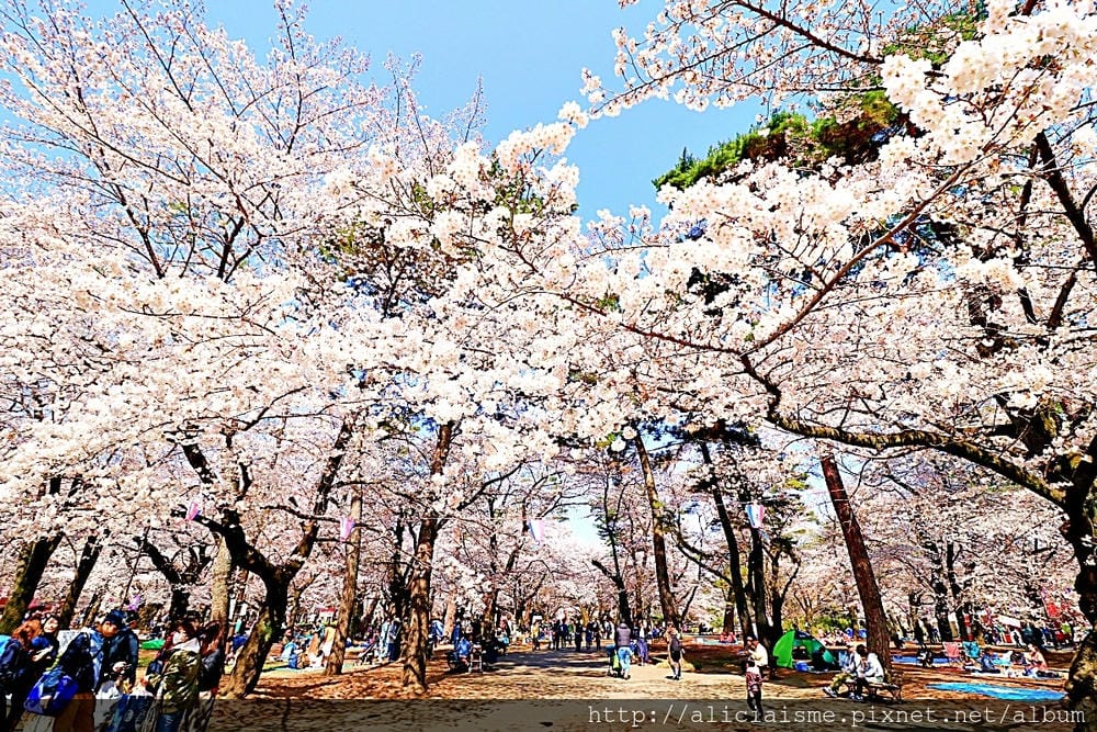 【埼玉市】大宮公園：東京近郊櫻花名所，集合3大公園完全不用人擠人的百年公園