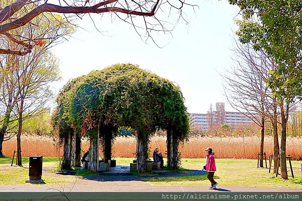 【埼玉市】大宮公園：東京近郊櫻花名所，集合3大公園完全不用人擠人的百年公園
