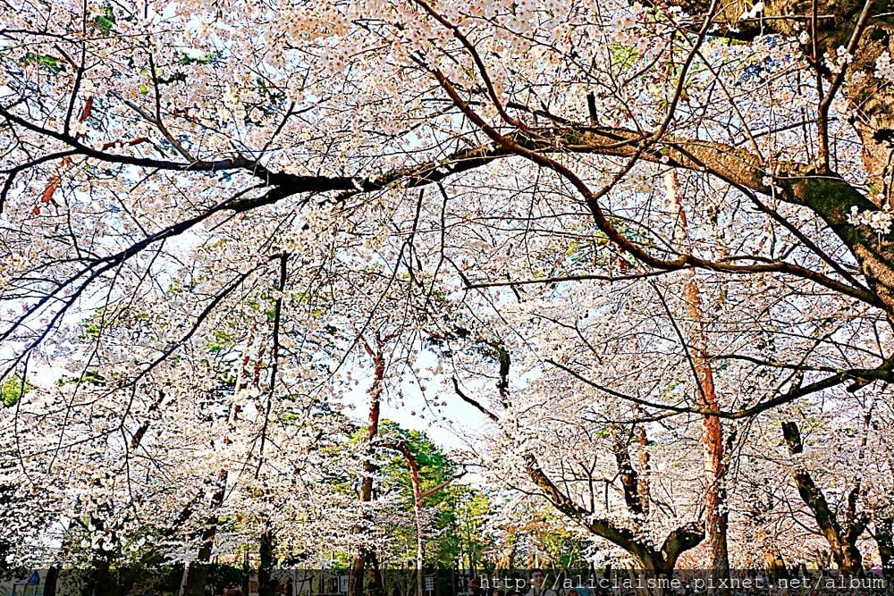 【埼玉市】大宮公園：東京近郊櫻花名所，集合3大公園完全不用人擠人的百年公園