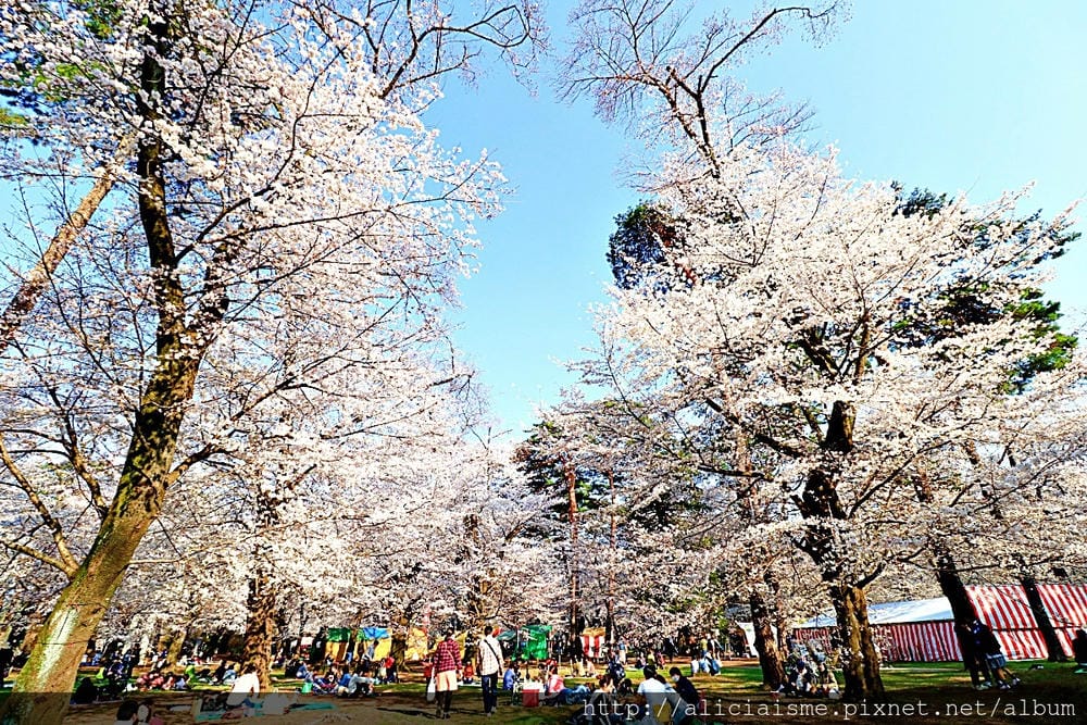 【埼玉市】大宮公園：東京近郊櫻花名所，集合3大公園完全不用人擠人的百年公園