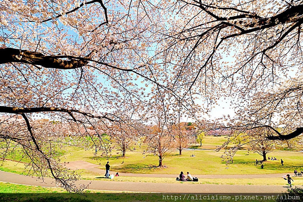 【埼玉市】大宮公園：東京近郊櫻花名所，集合3大公園完全不用人擠人的百年公園