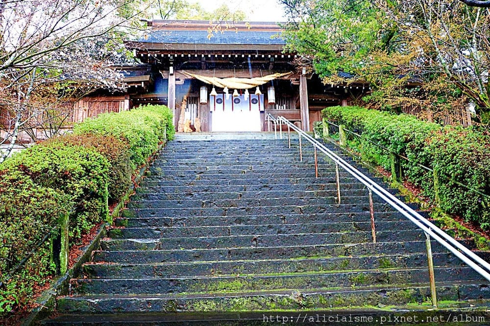 【熊本縣】熊本市郊〈菊池市〉,菊池神社櫻花參道、心中第一名好吃的PIZZA店、和菓子製作體驗