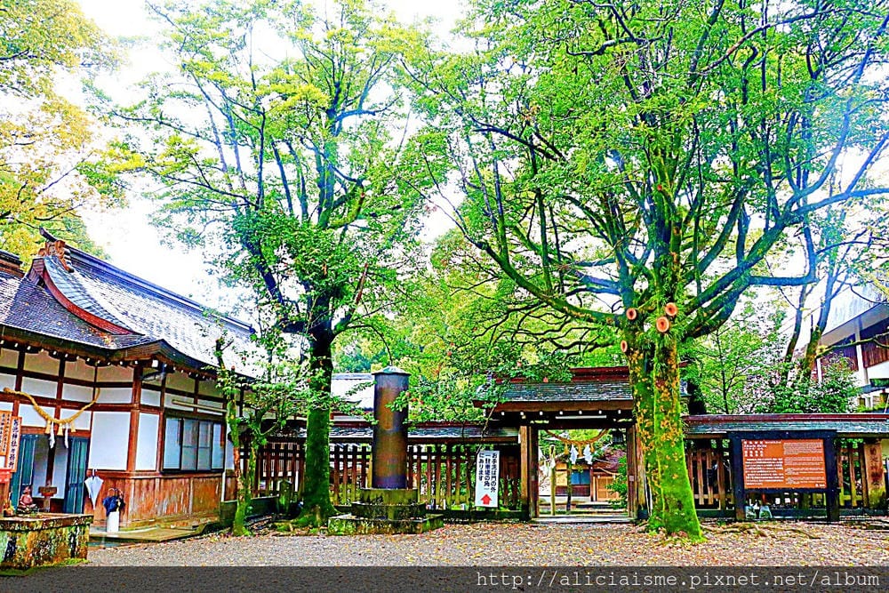【熊本縣】熊本市郊〈菊池市〉,菊池神社櫻花參道、心中第一名好吃的PIZZA店、和菓子製作體驗