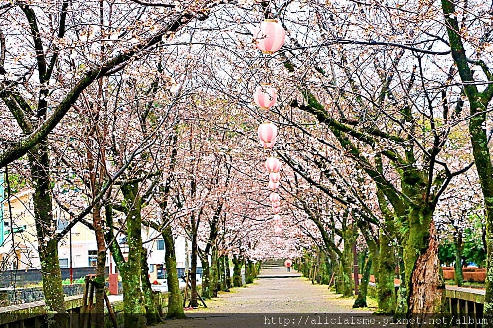 【熊本縣】熊本市郊〈菊池市〉,菊池神社櫻花參道、心中第一名好吃的PIZZA店、和菓子製作體驗