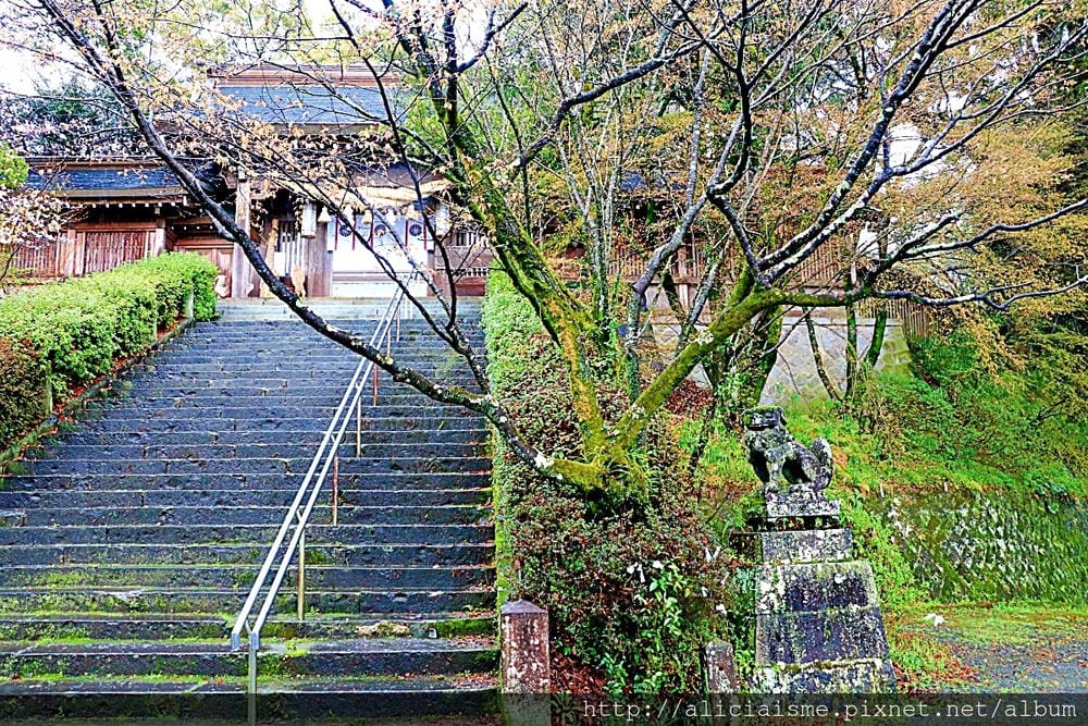 【熊本縣】熊本市郊〈菊池市〉,菊池神社櫻花參道、心中第一名好吃的PIZZA店、和菓子製作體驗