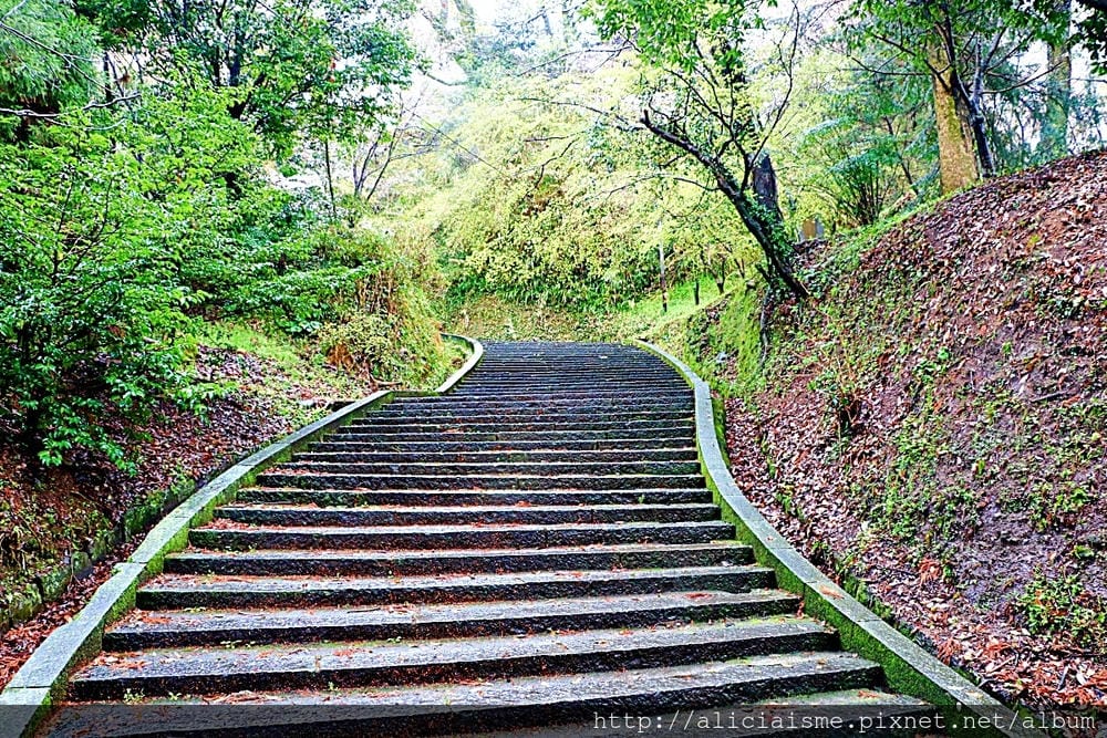 【熊本縣】熊本市郊〈菊池市〉,菊池神社櫻花參道、心中第一名好吃的PIZZA店、和菓子製作體驗