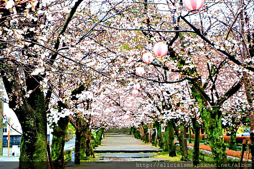【熊本縣】熊本市郊〈菊池市〉,菊池神社櫻花參道、心中第一名好吃的PIZZA店、和菓子製作體驗