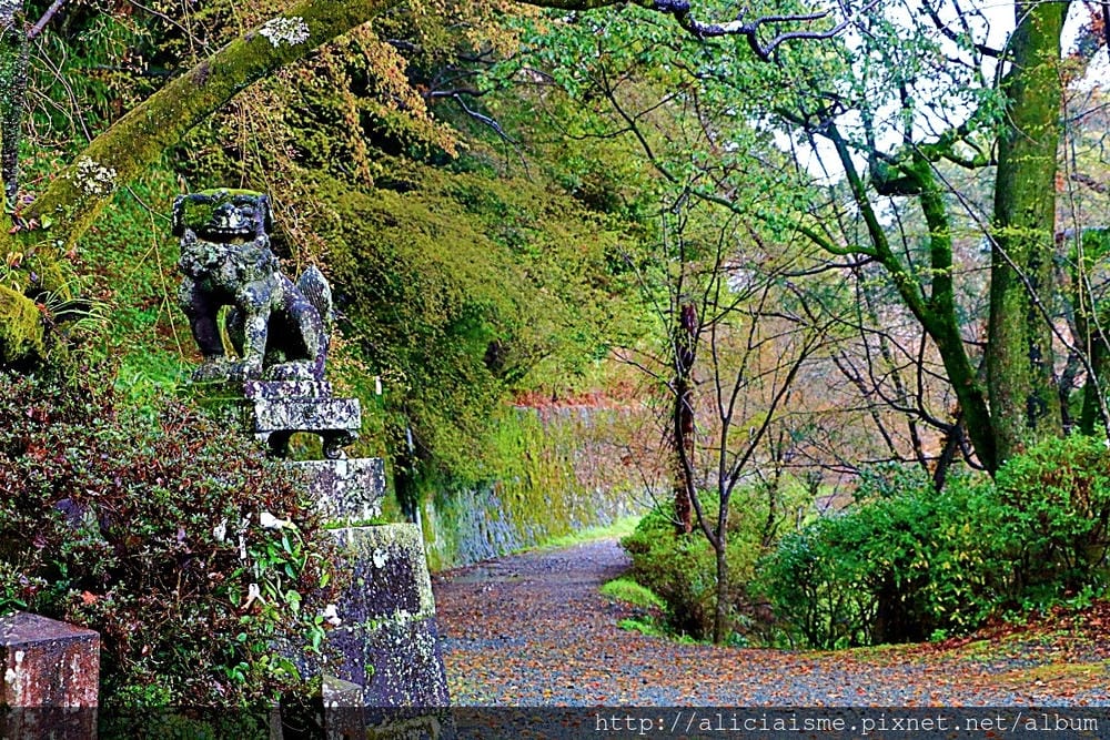 【熊本縣】熊本市郊〈菊池市〉,菊池神社櫻花參道、心中第一名好吃的PIZZA店、和菓子製作體驗
