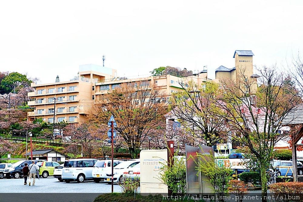 【熊本縣】熊本市郊〈菊池市〉,菊池神社櫻花參道、心中第一名好吃的PIZZA店、和菓子製作體驗
