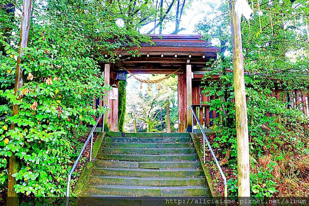 【熊本縣】熊本市郊〈菊池市〉,菊池神社櫻花參道、心中第一名好吃的PIZZA店、和菓子製作體驗