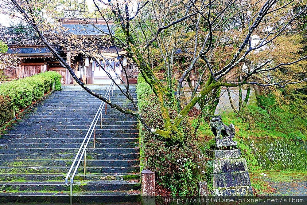 【熊本縣】熊本市郊〈菊池市〉,菊池神社櫻花參道、心中第一名好吃的PIZZA店、和菓子製作體驗