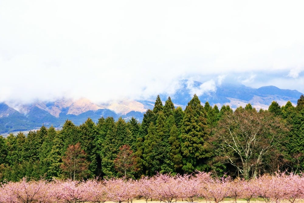 batch_IMG_1537.JPG batch_IMG_1537.JPG