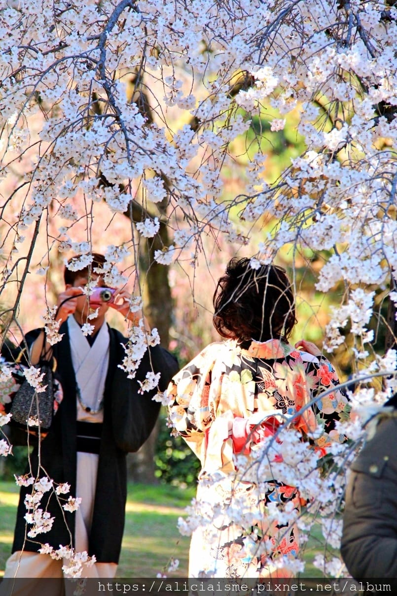 【京都】京都御苑～壯觀的枝垂美櫻，不必申請也可輕鬆造訪的京都御所（2018更新）