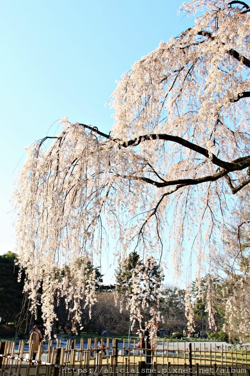 【京都】京都御苑～壯觀的枝垂美櫻，不必申請也可輕鬆造訪的京都御所（2018更新）