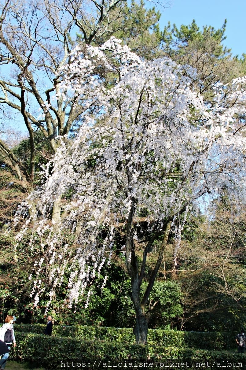 【京都】京都御苑～壯觀的枝垂美櫻，不必申請也可輕鬆造訪的京都御所（2018更新）